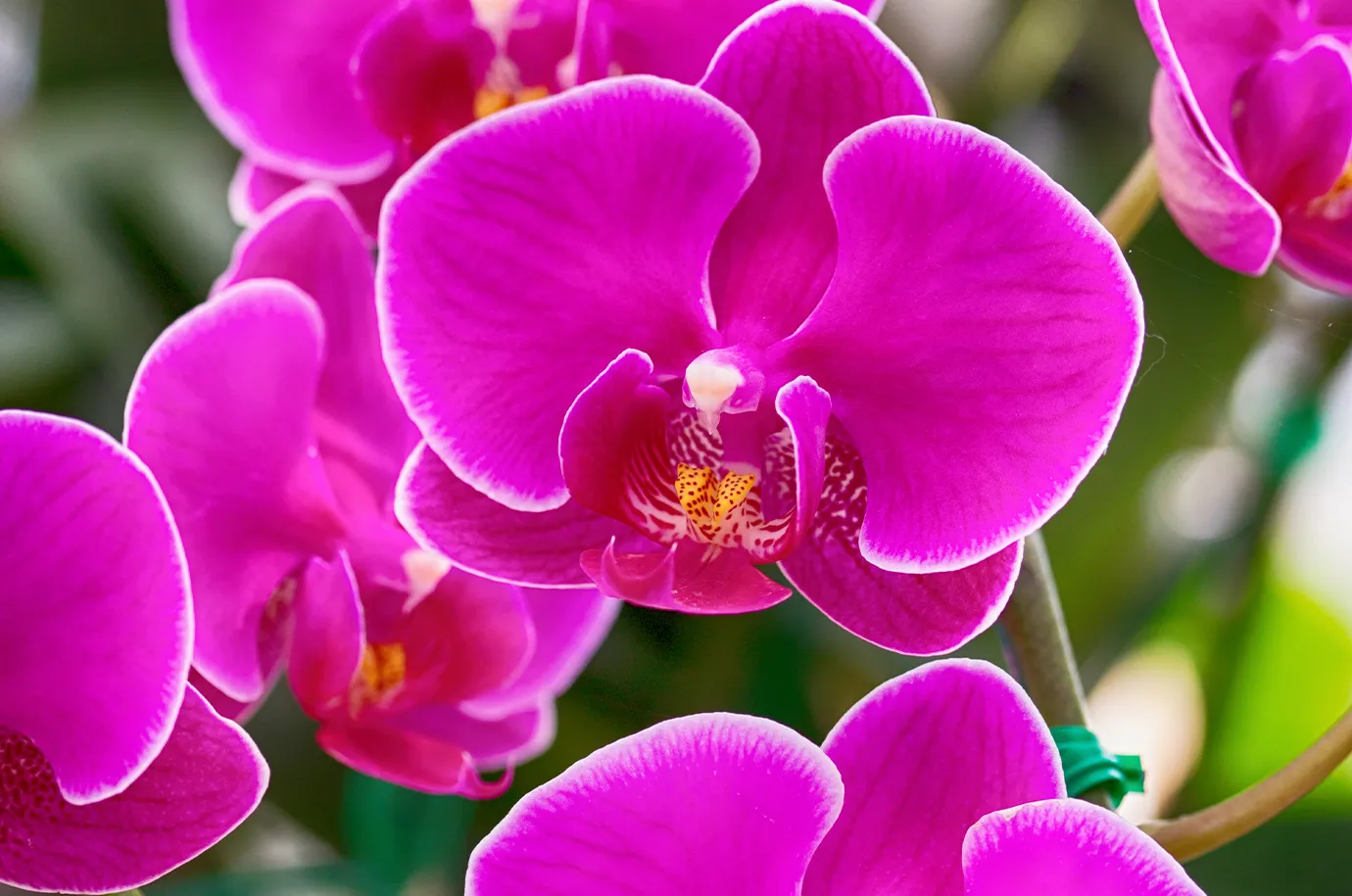 Orchid