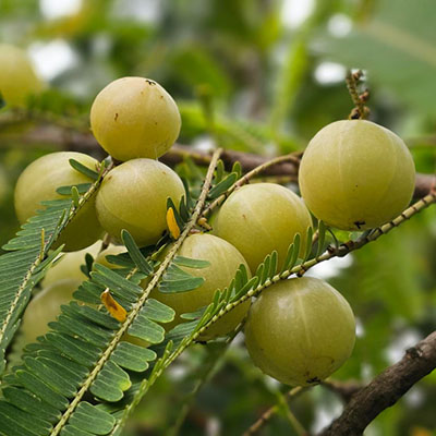amla